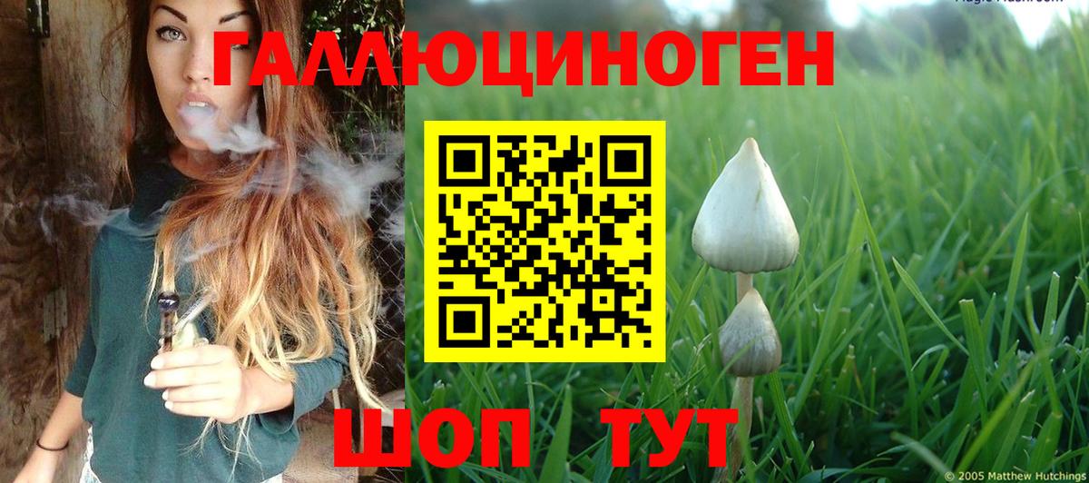 Псилоцибиновые грибы Psilocybe Рубцовск
